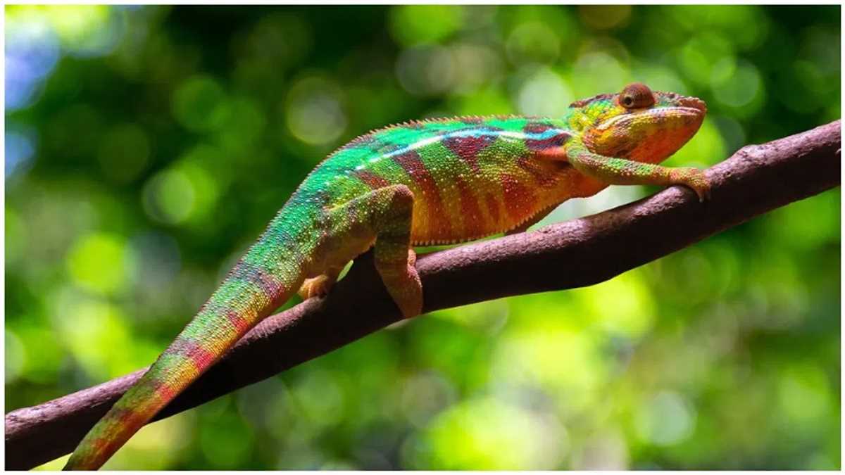 गिरगिट का सपना